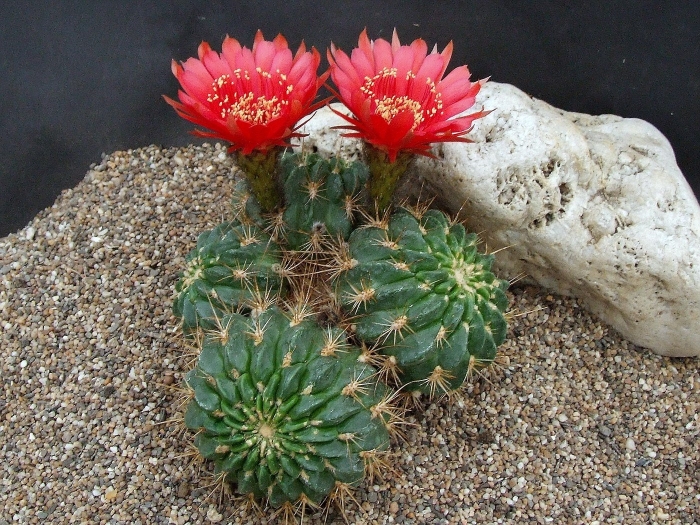 Эхинопсис гертриха