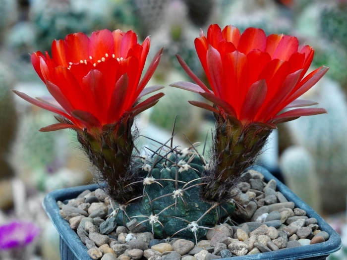 Кактус эхинопсис шрейтера