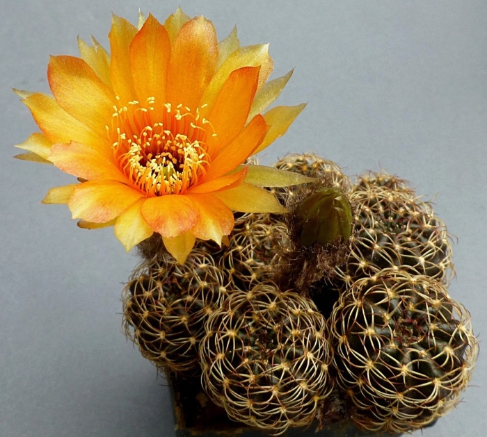 Echinopsis ancistrophora