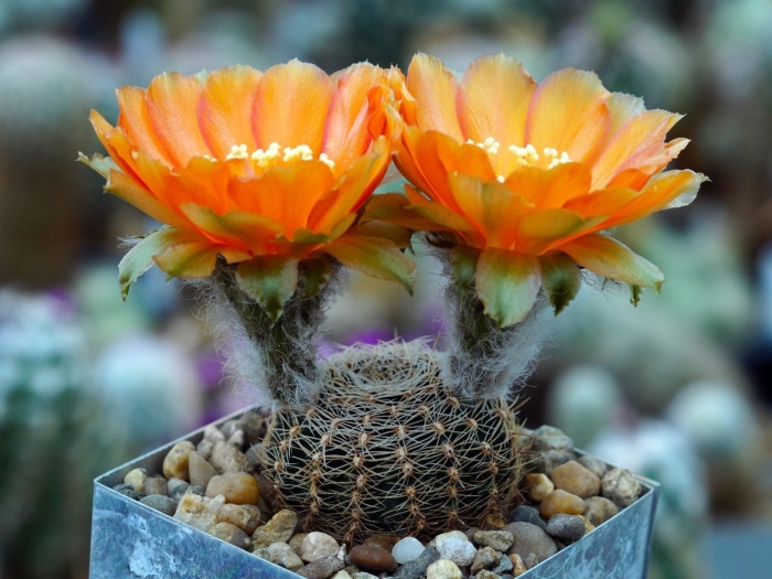 Кактус ребуция