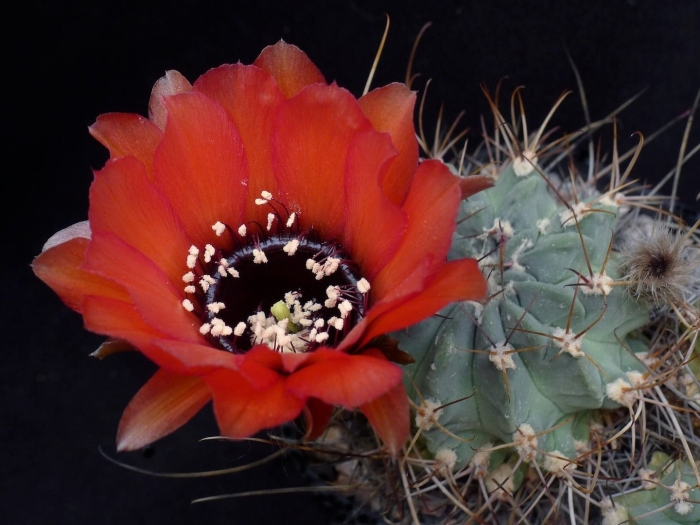 Лобивия glauca