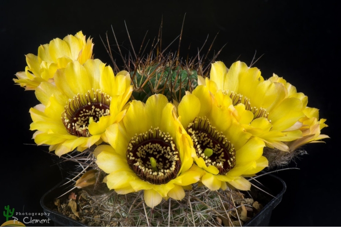 Lobivia marsoneri v. rubescens mn 27