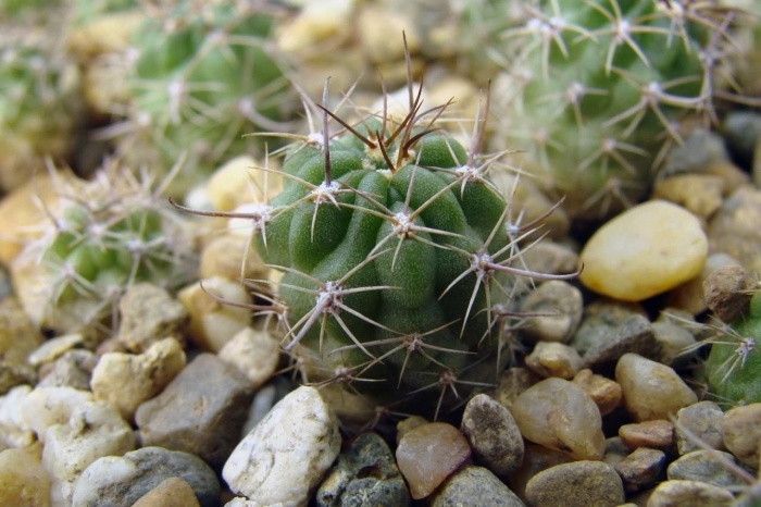 Gymnocalycium baldianum p 127