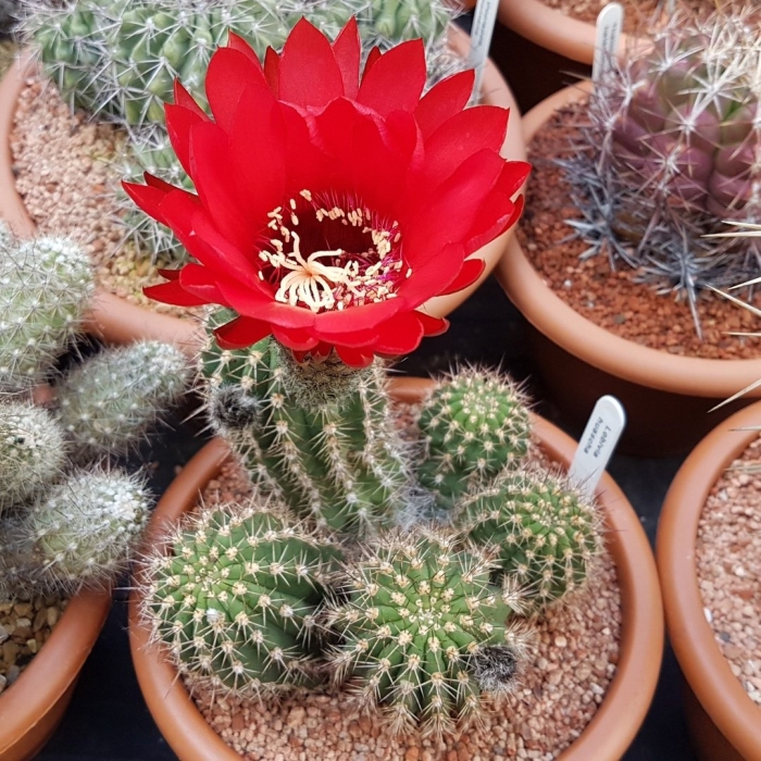 Лобивия арахнаканта