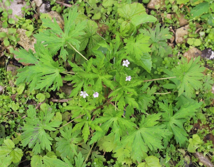 Герань сибирская geranium sibiricum