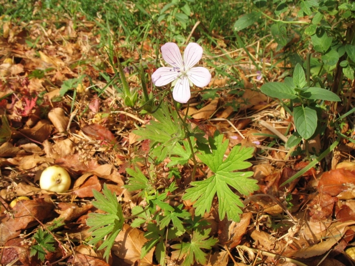 Geranium sylvaticum