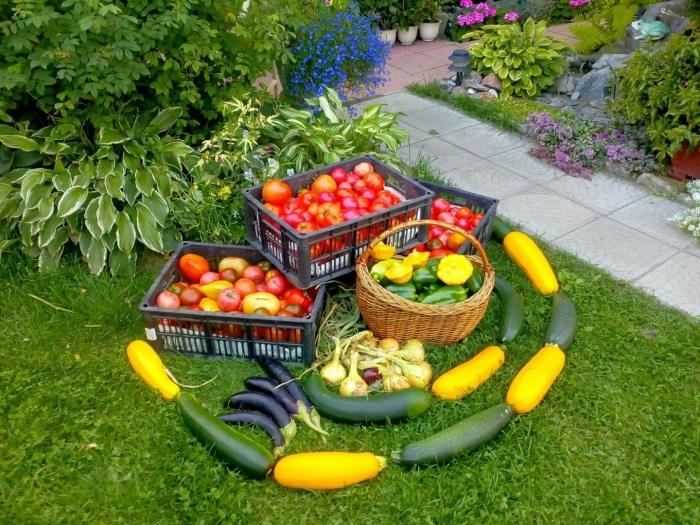 Урожай на даче