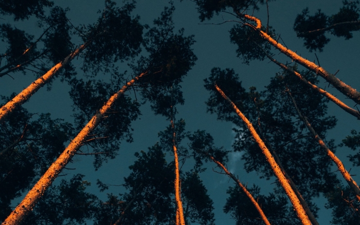 Макушки деревьев