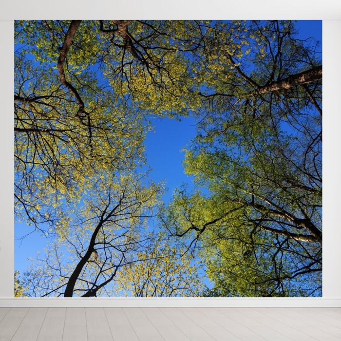 Небо деревья