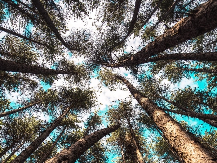 Кроны деревьев снизу вверх