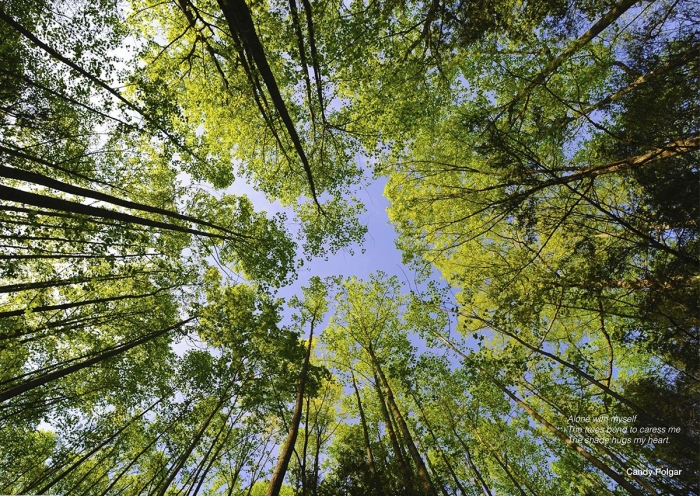 Пейзажи лес