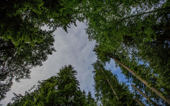 Деревья в лесу снизу вверх