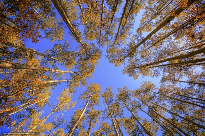 Дерево осени