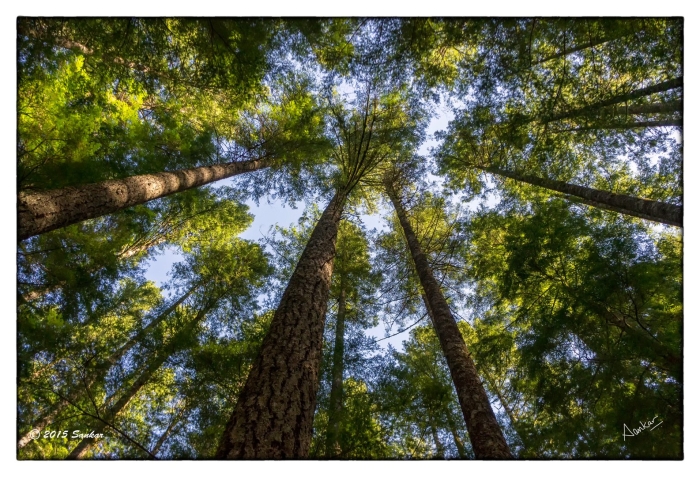 Лес снизу вверх