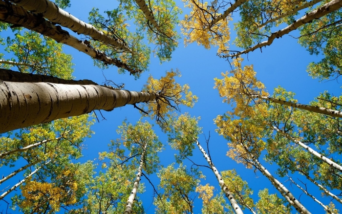 Березы вид снизу вверх