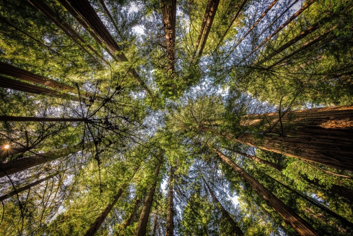 Красивая природа деревья атмосфера