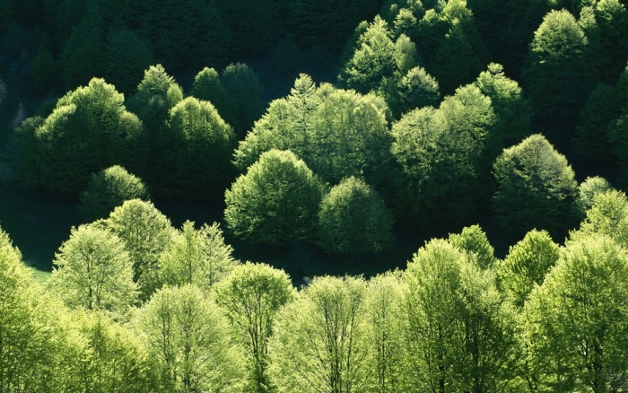 Широколиственный лес крона