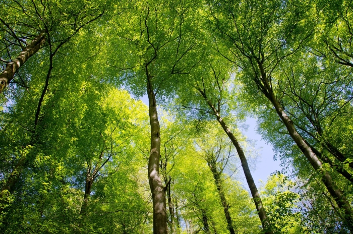 Крона дерева снизу