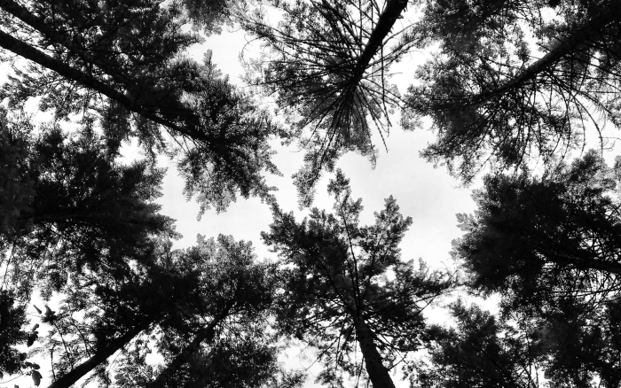 Лес черно белый