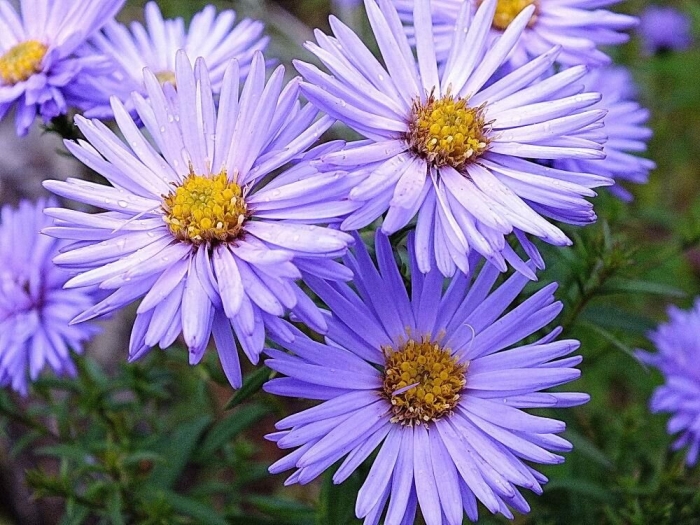 Астра кустарниковая блаубокс