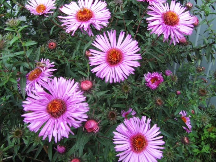 Астра новобельгийская барс пинк