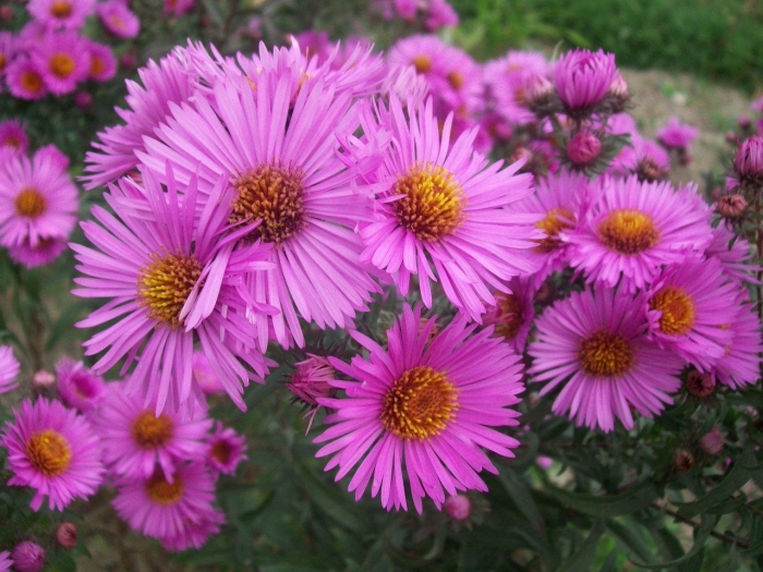 Кустарниковая астра