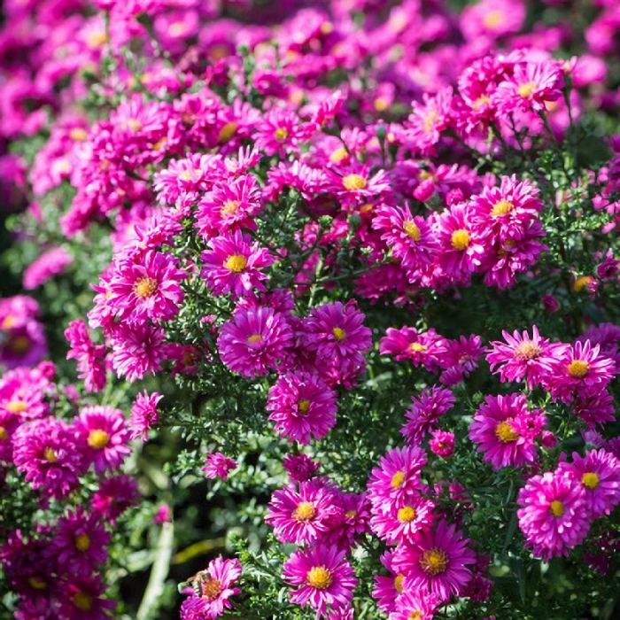 Aster novi belgii