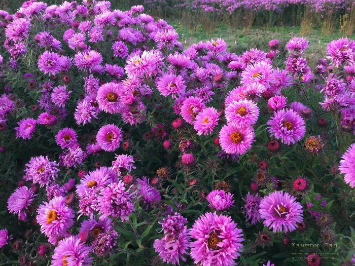 Астра новобельгийская royal ruby