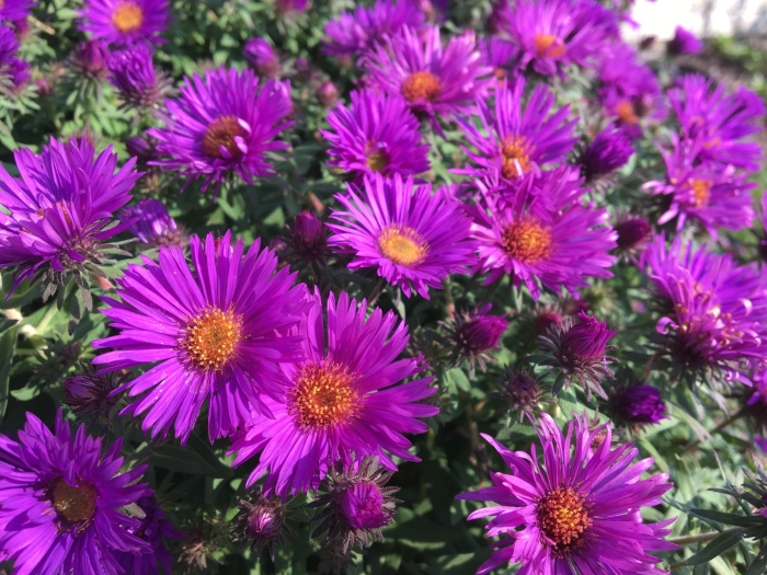 Астра новоанглийская пурпл доум