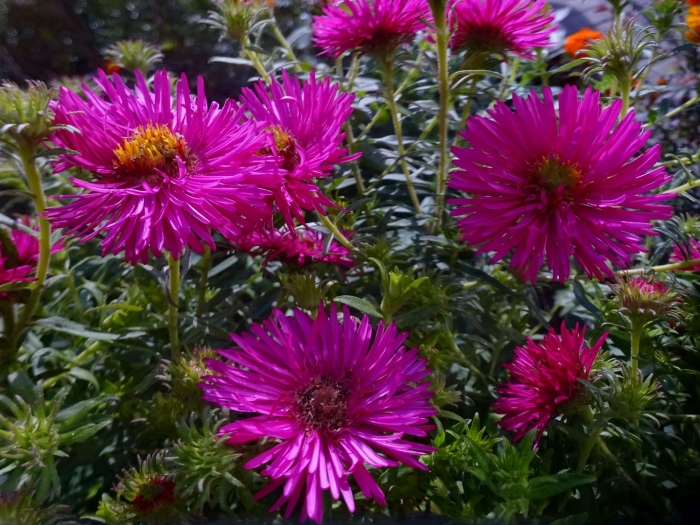 Астра бельгийская многолетняя