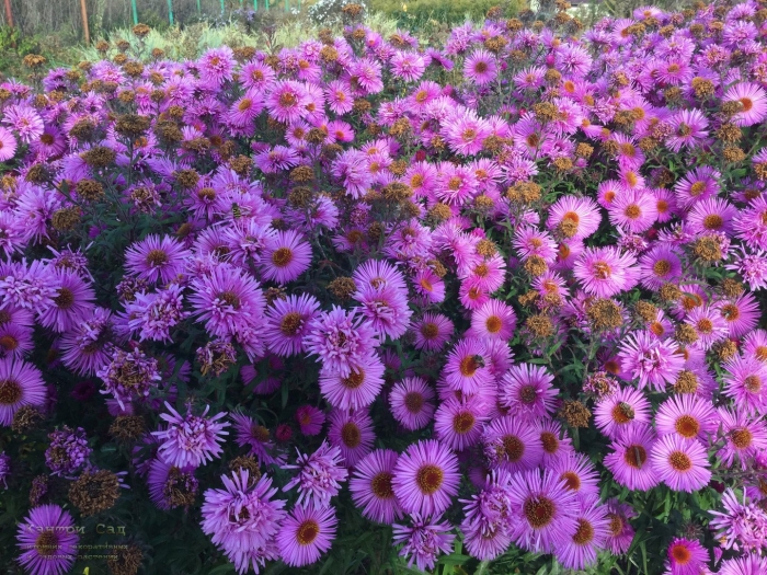 Астра сентябринка низкорослая