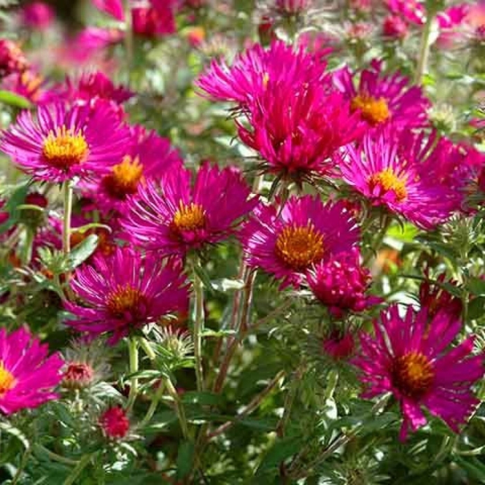 Астра американская