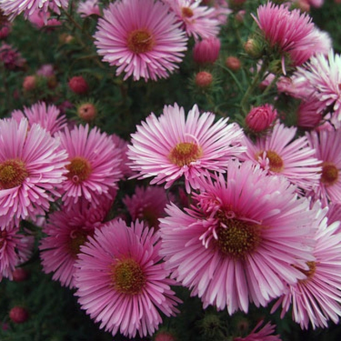 Астра новобельгийская барс пинк