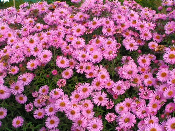 Астра новобельгийская пинк