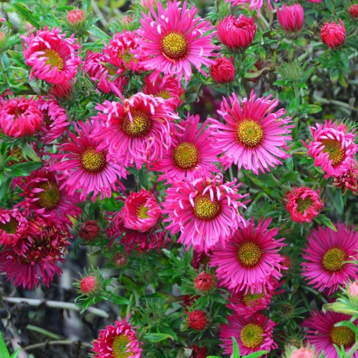 Астра кустовая