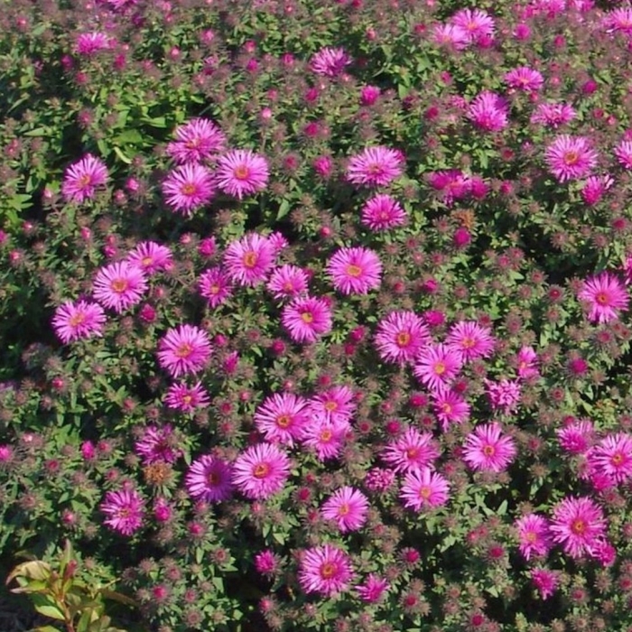 Астра новоанглийская вайбрант доум