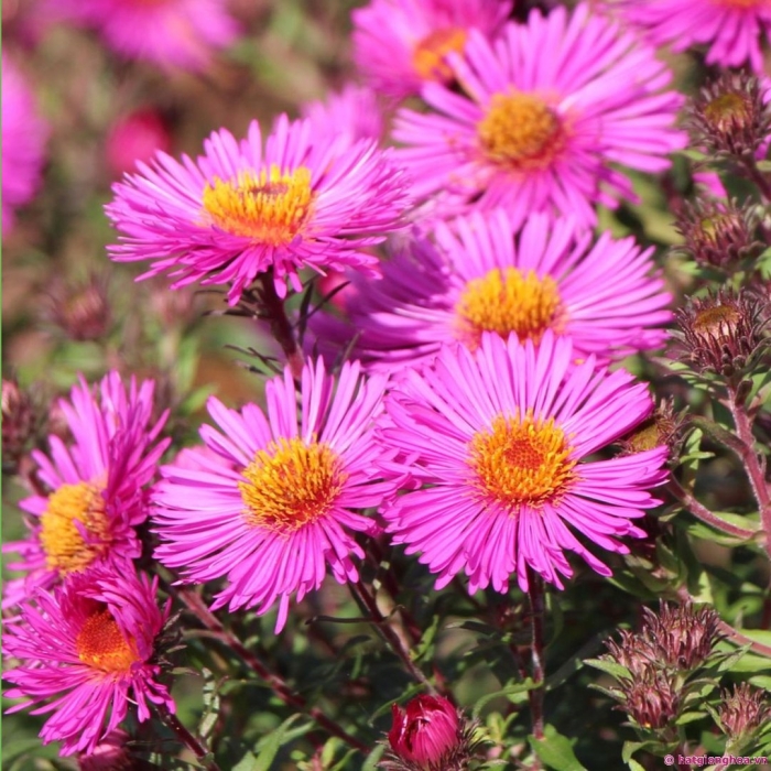 Астра мари баллард