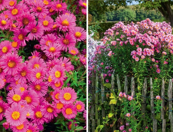 Астра сентябринка многолетняя