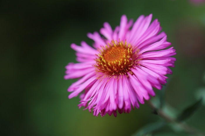 Астра новоанглийская (aster novae-angliae &#96;barr's pink&#96;)