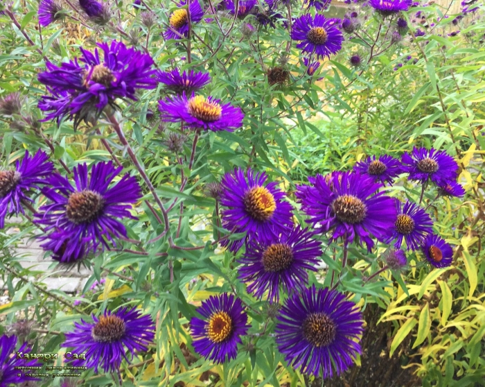 Астра ново английская