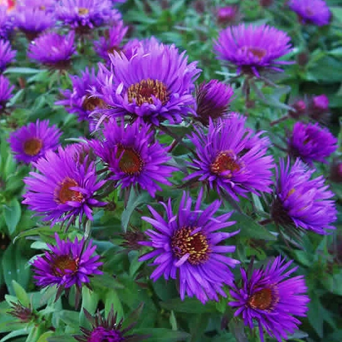 Purple dome астра