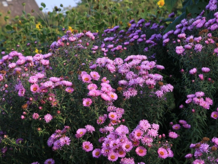 Октябринка высокорослая