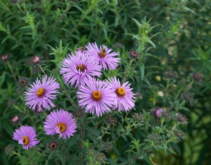 Symphyotrichum novae angliae