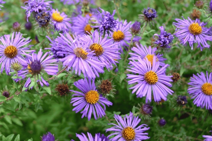 Symphyotrichum novae angliae