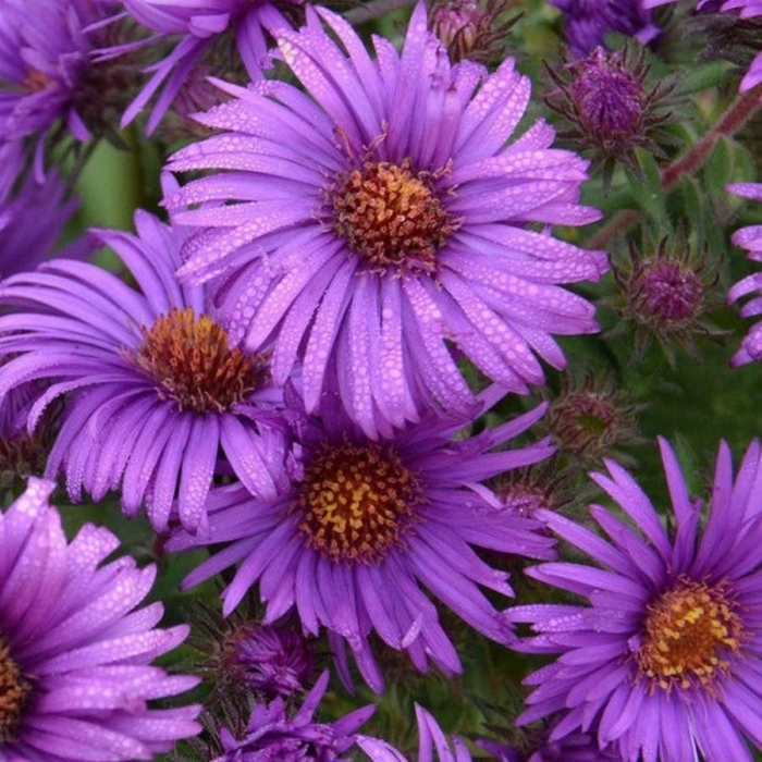 Астра новобельгийская пурпл доум