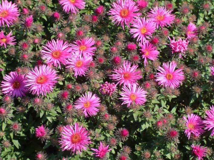 Aster novae angliae