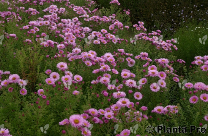 Астра новоанглийская (aster novae-angliae)