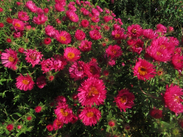 Астра осенняя многолетняя