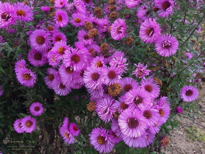 Астра кустарниковая однолетняя