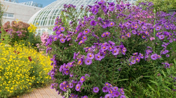 Астра новоанглийская (aster novae-angliae purple dome) окс i